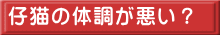 仔猫の体調が悪い？