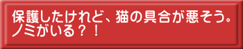 保護したけれど、猫の具合が悪そう。 ノミがいる?!